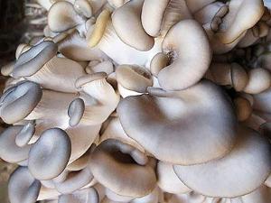 Мицелий грибов в Аксае vesh.jpg